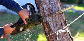 Trusted Vergennes, VT  Tree Services Experts